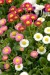 Daisy Bellis Monstrosa Double Mix - Image 2